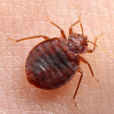 cimice
