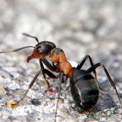 formica