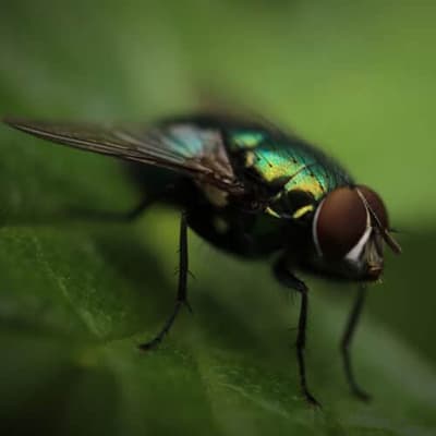 mosca