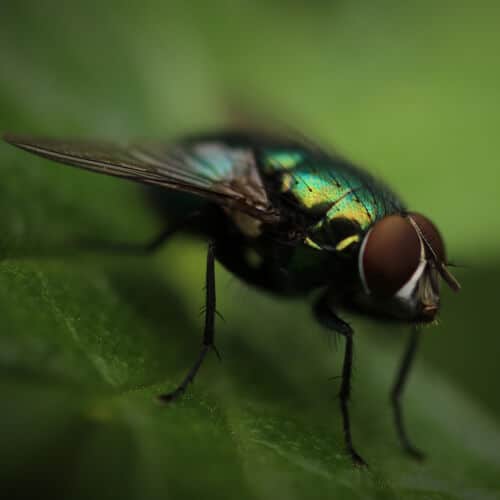 mosca